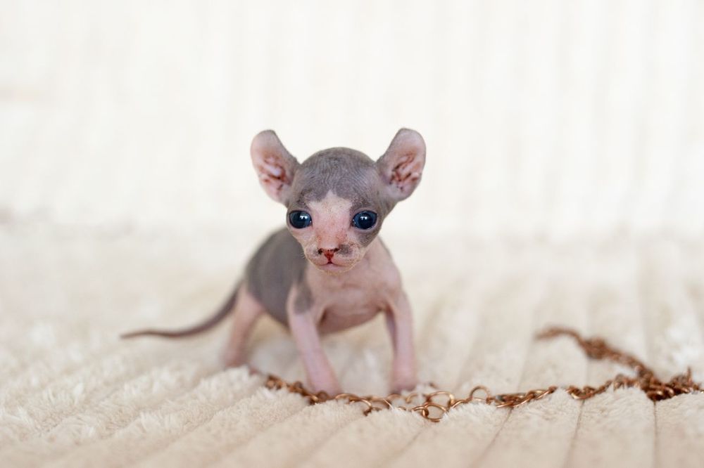 Сфинкс, канадский сфинкс, мальчик(есть девочка) 2мес, самостоятельный, проглистован