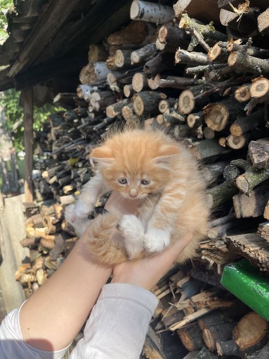 Продам котенка мальчик