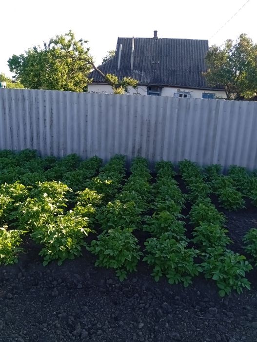 Продам присадибну ділянку під дачу або забудову