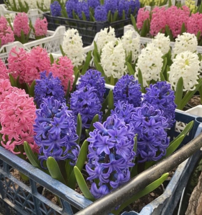 Гіацинт Гиацинт