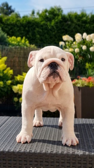 Buldog angielski  pies ZKwP  FCI