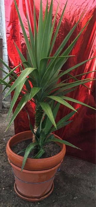 Plantas diversas de exterior