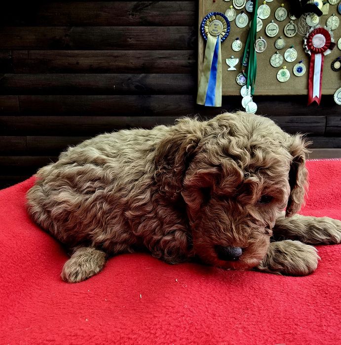 Pudel sredni płowy / RED FCI ZkwP piesek