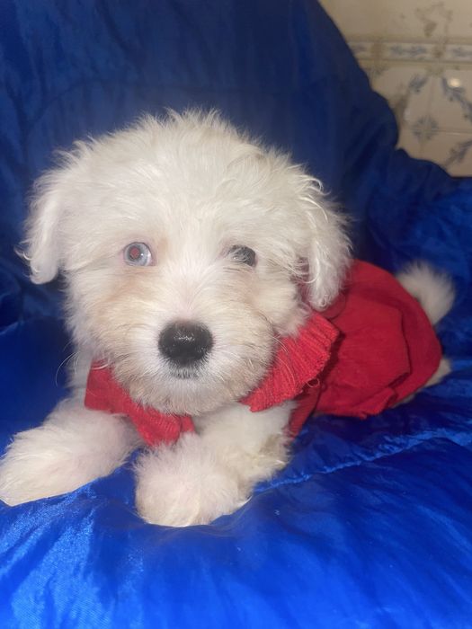 Bichon maltes super top femea olhos azuis