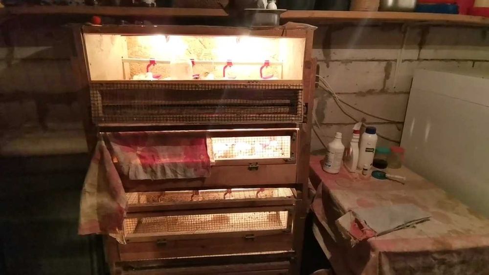 Продаем Инкубатор НЕСТ-500 б/у