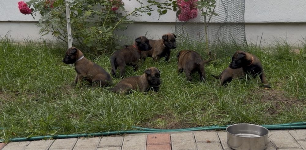 Owczarek belgijski malinois