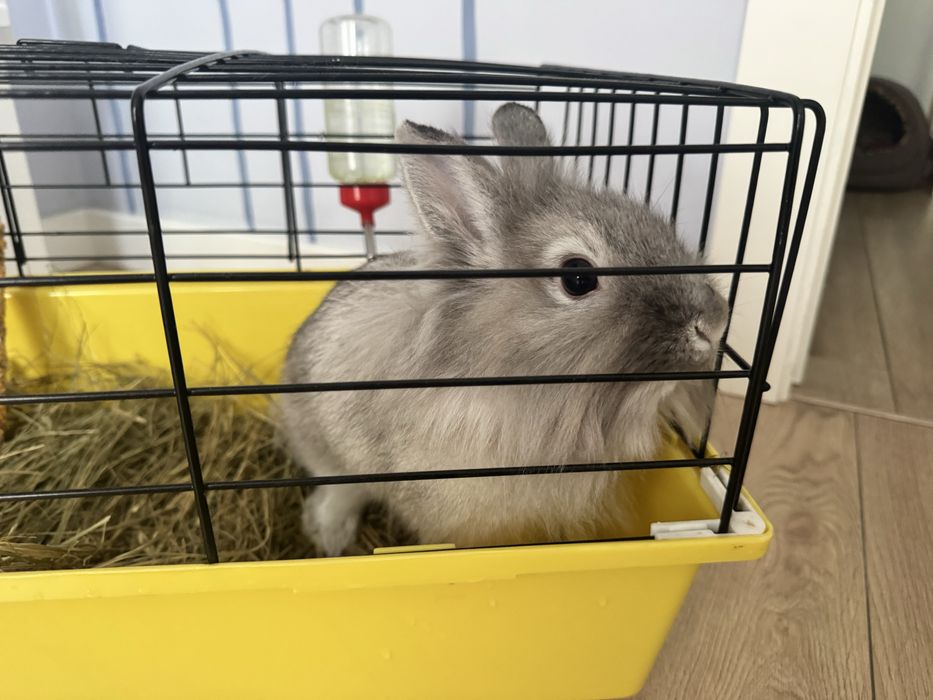 Подарую кролика в гарні руки