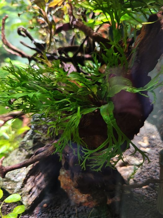 Microsorum pteropus Windelov sadzonki!!!