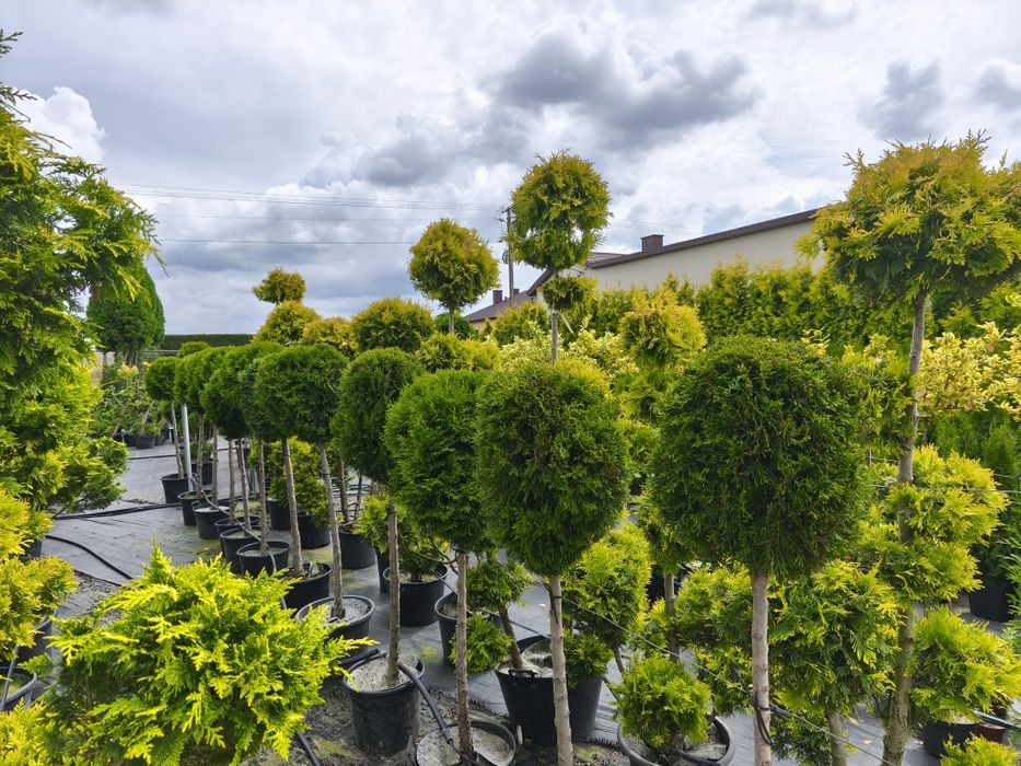 Bonsai Tuja  brabant formowana w kulę