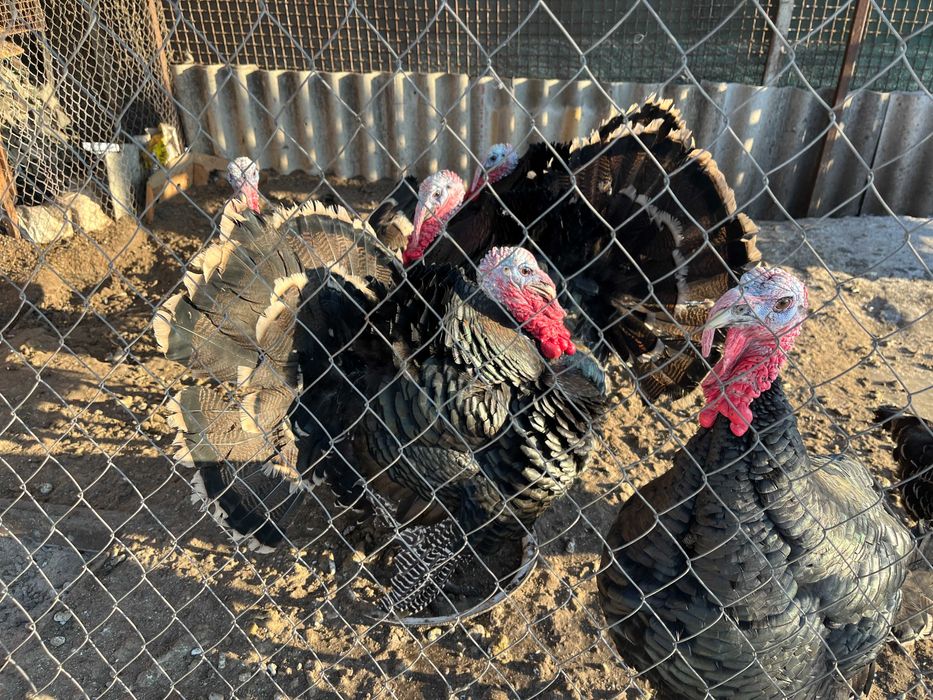 Молоді індикі на розвід, самці