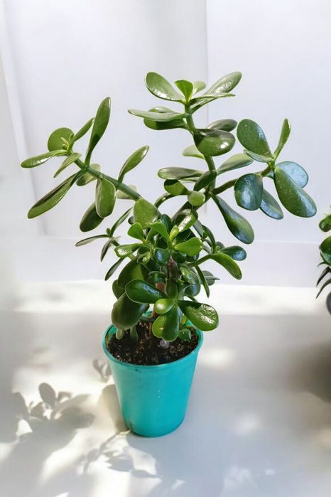 Денежное дерево, крассула, толстянка