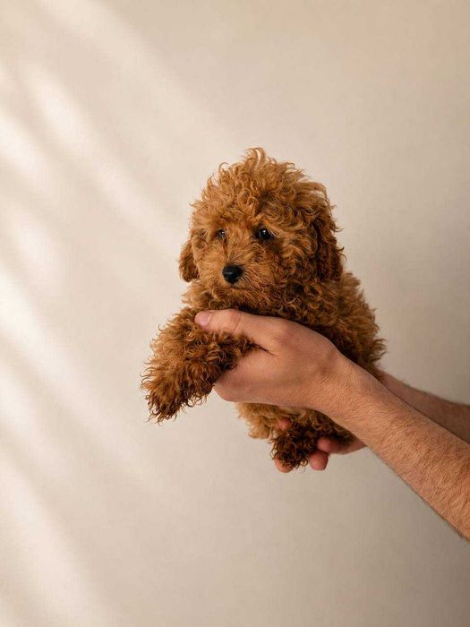 (!) Caniche Toy Mini Menino Disponível
