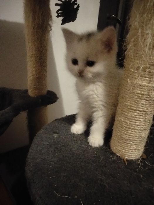 Ангорові кошенята дівчатка