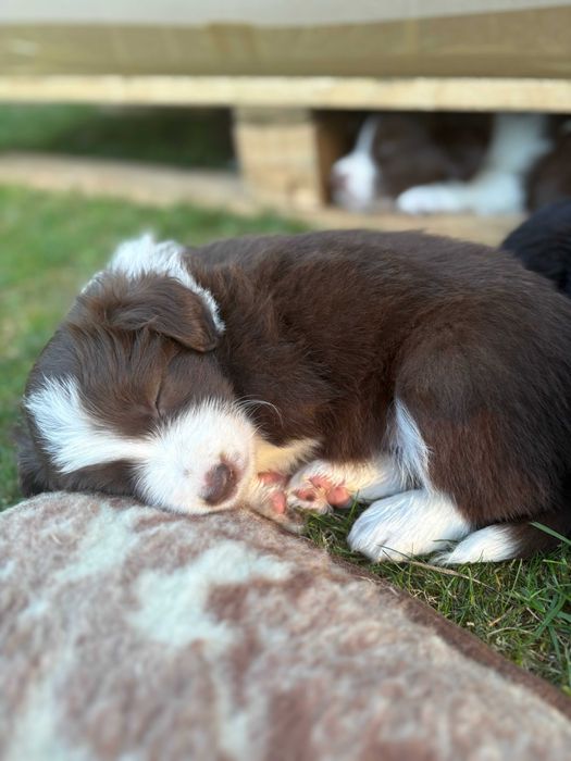 Border Collie Szczeniaczki