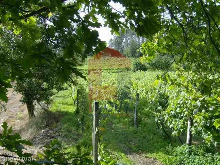 Terreno, Coucieiro — Coucieiro, Braga