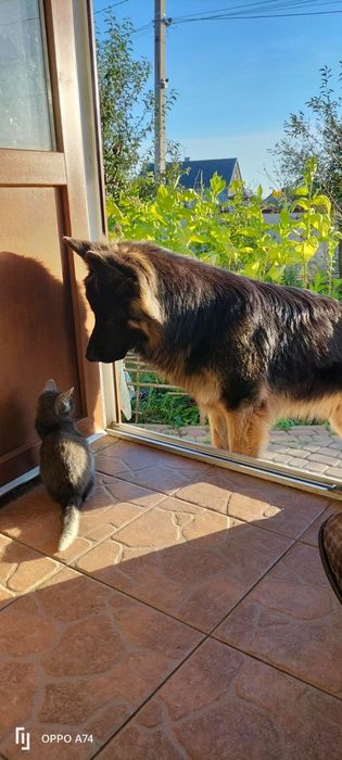 Кобель німецької вівчарки для в'язки.