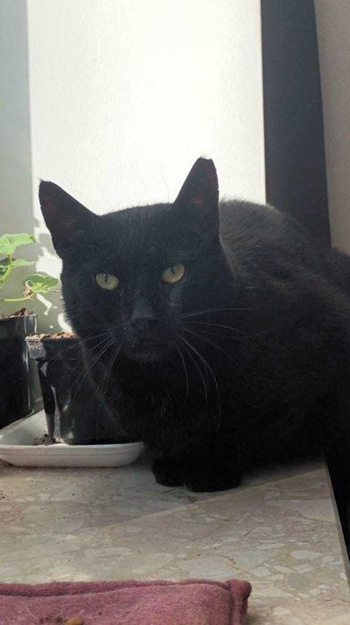 James Bond - adoptuj agenta specjalnego