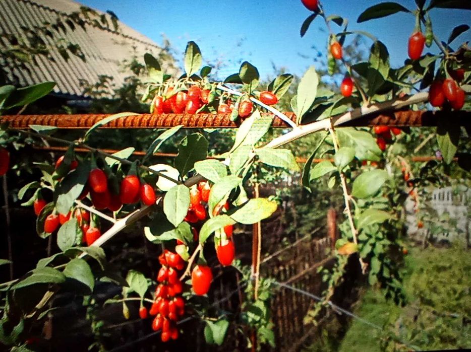 Годжи, сорт Сахарный Гигант