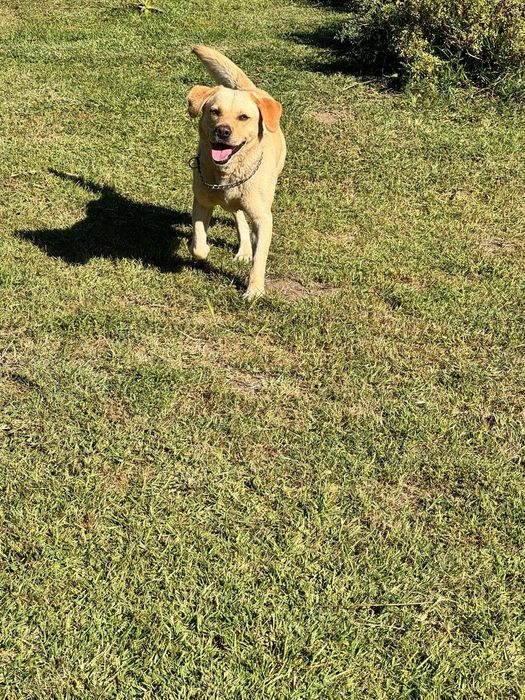 Labrador com 6 aninhos para adopção