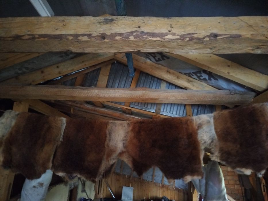 Шкірки кролика ( породи Рекс кастор)