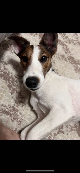 ФОКС  ТЕР'ЄР (в'язка)