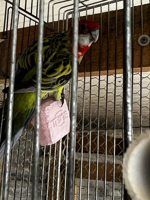 Rosela……………………..