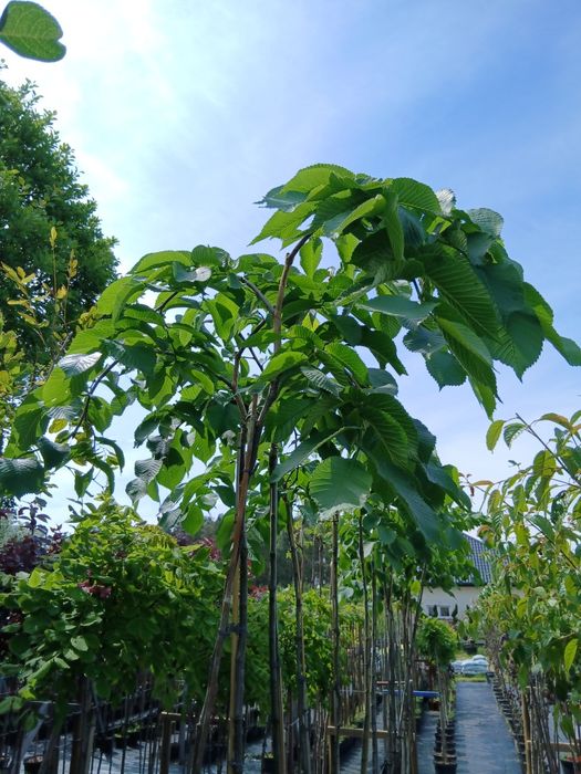 Bonsai  GRAB  sprzedam ŁEBNO