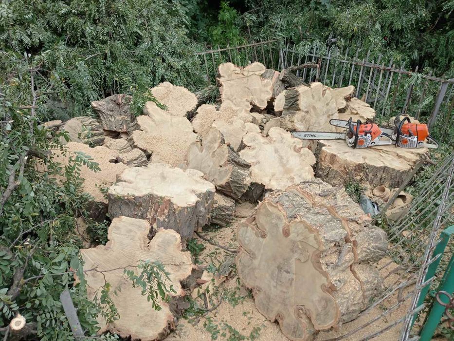 Спил ,ВИДАЛЕННЯ!Проблемних, Великих, Аварійних дерев!!!Арборист.