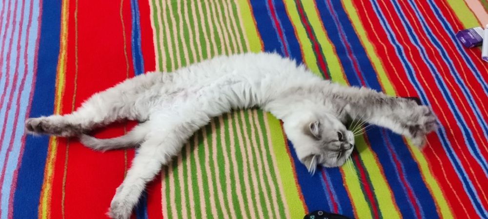 Загубилася Кішка!!  23-24чис. Кораб. Район, Океанівська вул.