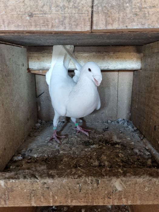 Niemiecki Biały wystawowy