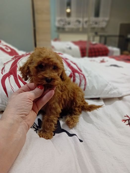 Pudełek toy samiec koło Poznanua