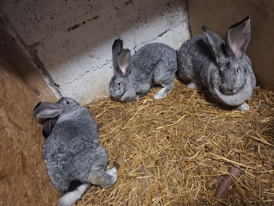 Belgijski olbrzym szynszylowy