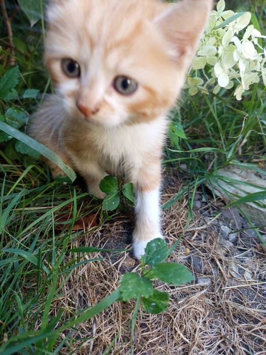 Сибірські котята.