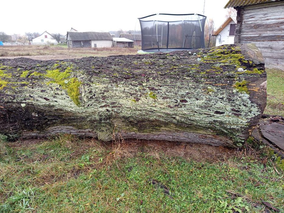 Продам дуба, комлеву частину, ціна вказана за цілий кусок, не за куб