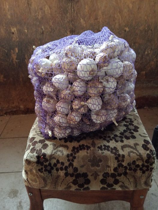 Продам, чеснок однозубка на посадку, калибр 2-3-3,5+, вес 5 кг