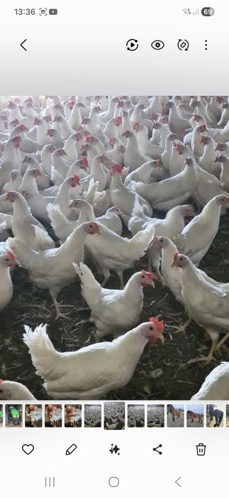 Kurki lekhorny młode