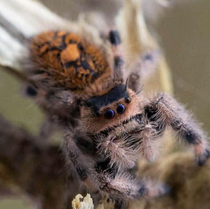 REZERWACJA, skakun Phidippus Regius Everglades, Soroa i inne , l2/3, l3-4, l5-6, l7-8