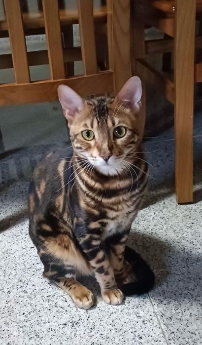 Gatinho  Bengal Marbale exótico