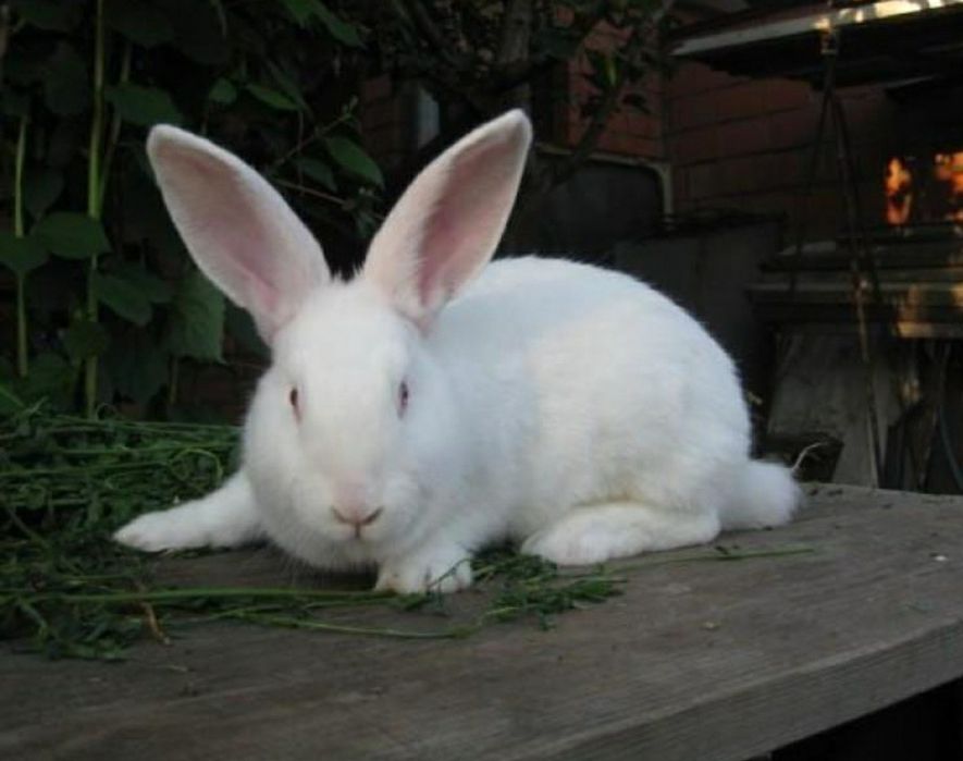 Кролі термонська біла. Кроленята.
