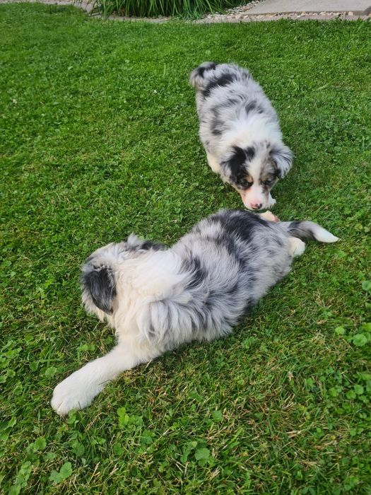 Border collie Blue merle