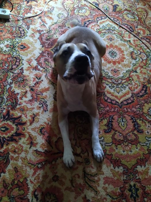 Продам щенков питбуля