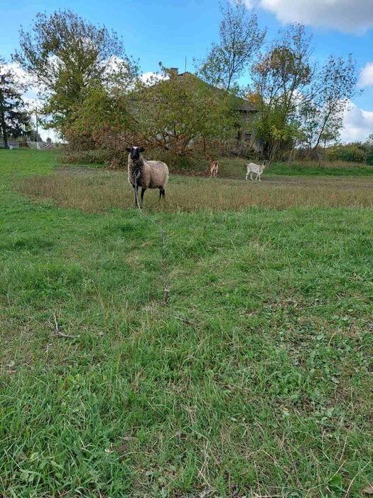 Кози,вівці,козенята