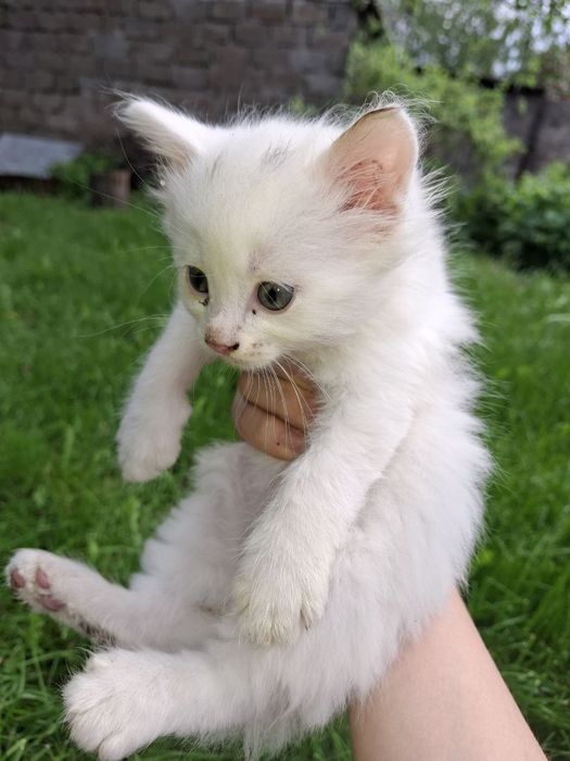 Відам кошенят в добрі руки