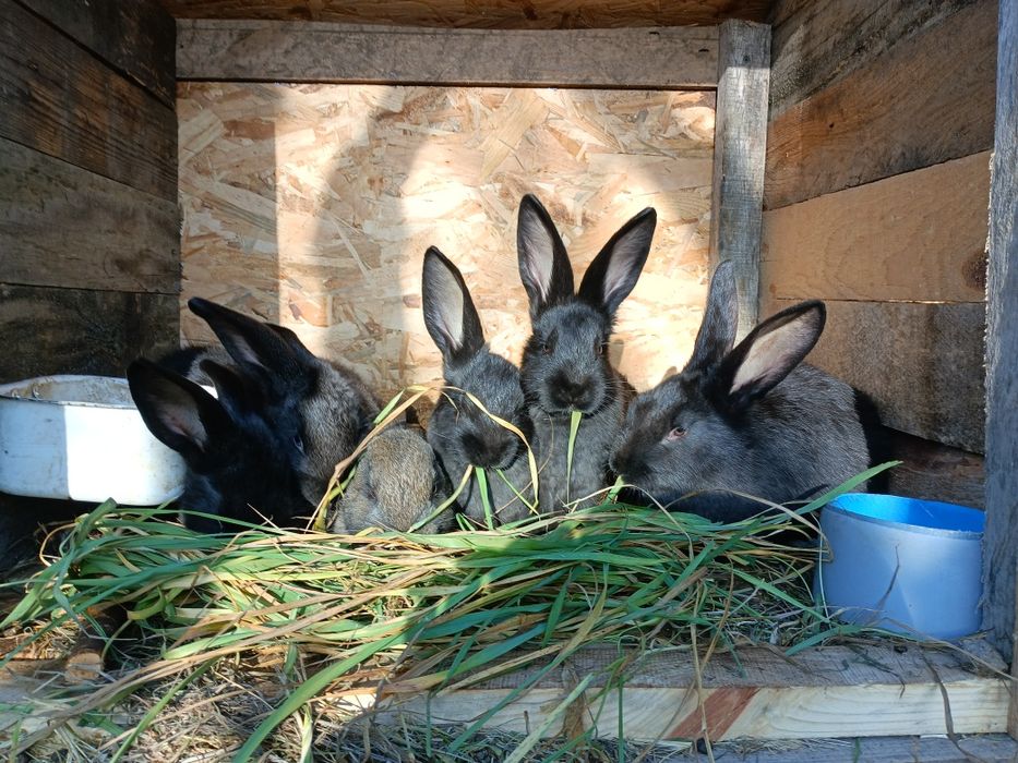 Продам  кроленят