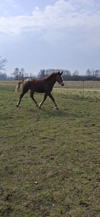 Klaczka tarantka tarant