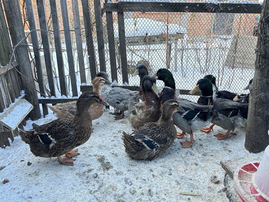 Інкубаційні яйця качок