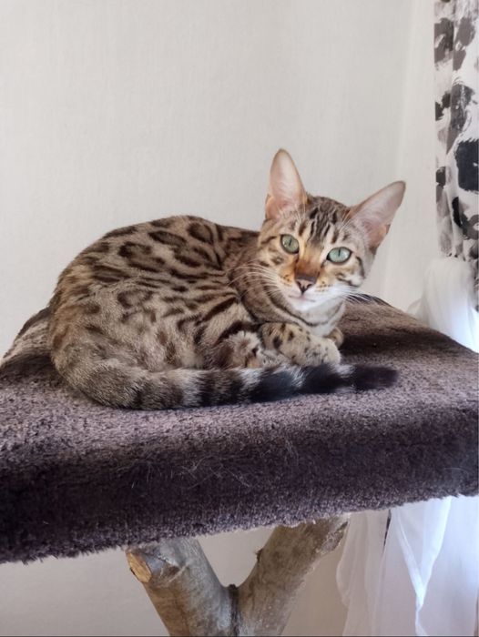 Бенгальские кошки