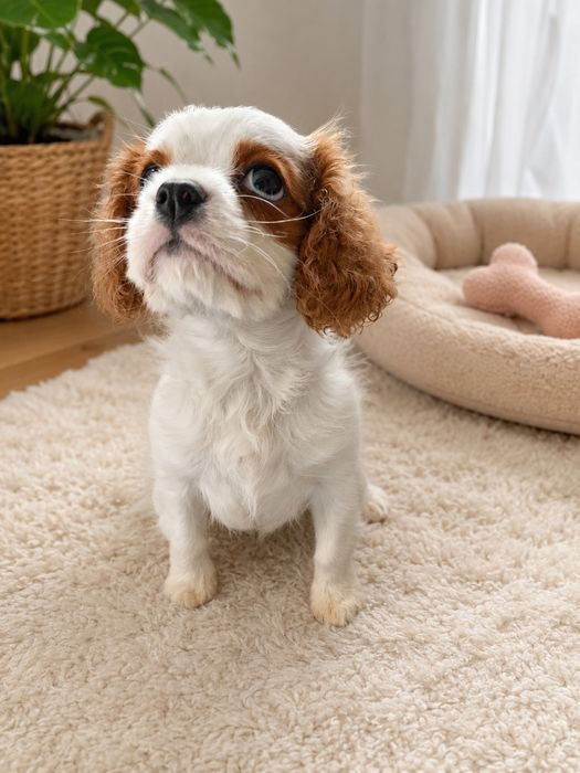 Sprzedam pieska Cavalier King Charles Spaniel
