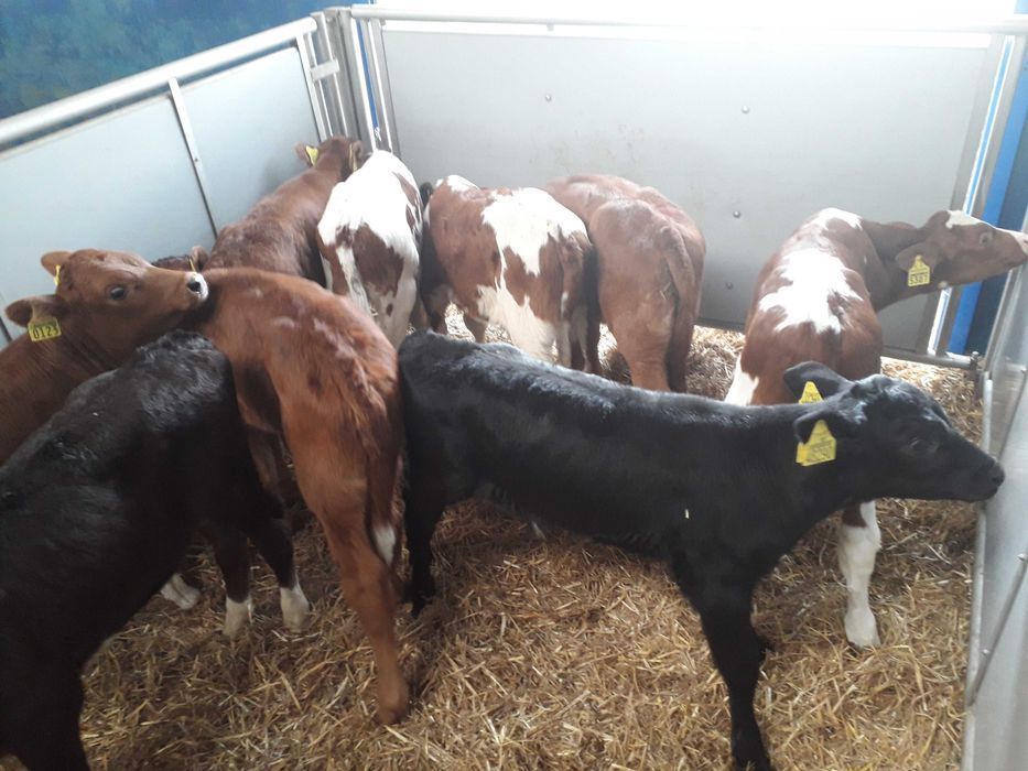 Cielaki MM, MS, SM, byczki, jałówki, jałówki i byczki HF RW, dowóz