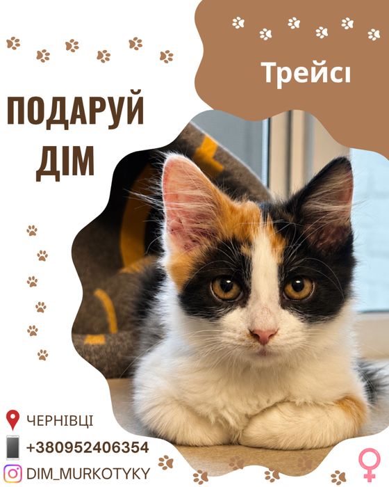 Кошеня Трейсі шукає новий дім